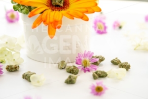 Bright Orange Gerbera Daisy Floral Arrangement in Ceramic Dish with Words Baked with Cannabis Buds and Marijuana Nug on White Table – Close Up - The Cannabiz Agency
