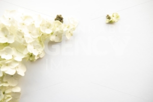 Close Up on Hydrangea Flower with Cannabis Flower Nugs for Product Background Frame  – Cannabis Wedding - The Cannabiz Agency