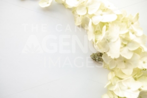 Close Up on White Hydrangea Floral Bouquet with Marijuana Nug – Cannabis Wedding - The Cannabiz Agency