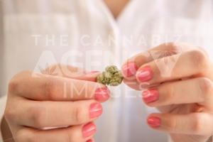 Female Hands With Pink Nail Polish Holding a Marijuana Bud. Cannabis Marketing. - The Cannabiz Agency