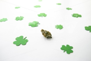 Marijuana Bud against Four and Three Leaf Clovers St Patricks St Pattys Day – High Angle, Centered - The Cannabiz Agency