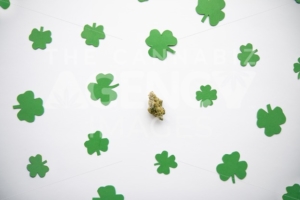 Marijuana Bud against Four and Three Leaf Clovers St Patricks St Pattys Day – Top Down, Centered - The Cannabiz Agency