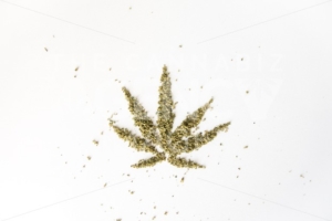 Marijuana Leaf from Cannabis Flower - The Cannabiz Agency