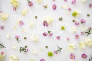 Pretty Purple Daisy Wild Flowers Floral Cannabis Background Wallpaper with Marijuana Nugs or Buds – Top Down - The Cannabiz Agency