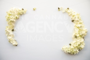 White Hydrangea Floral Cannabis Flower Nugs for Product Background Frame – Top Down - The Cannabiz Agency