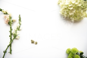 White and Pink Floral Hydrangea Flowers and Marijuana Buds for Product Background Frame – Cannabis Wedding - The Cannabiz Agency