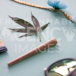 California Festival Essentials on Light Blue – Angled - Cannabis Royalty Free Stock Images
