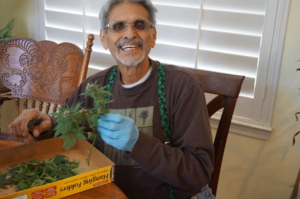 Charles Richard Gallegos trimming homegrown marijuana for cancer